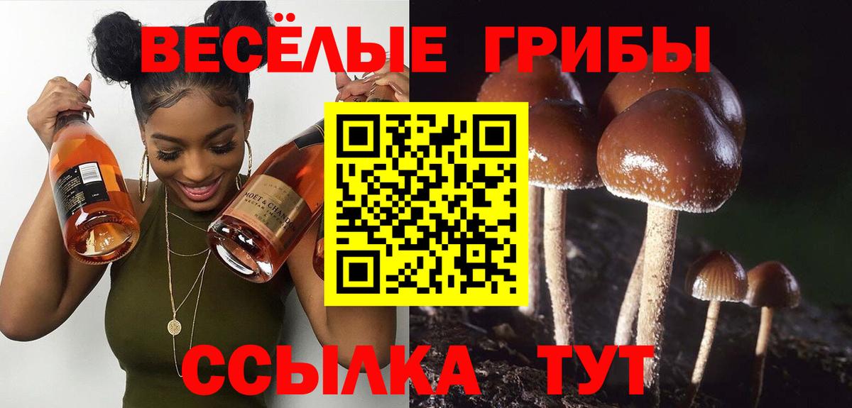 где купить   Вход с VPN  Сунжа  Псилоцибиновые грибы MAGIC MUSHROOMS 